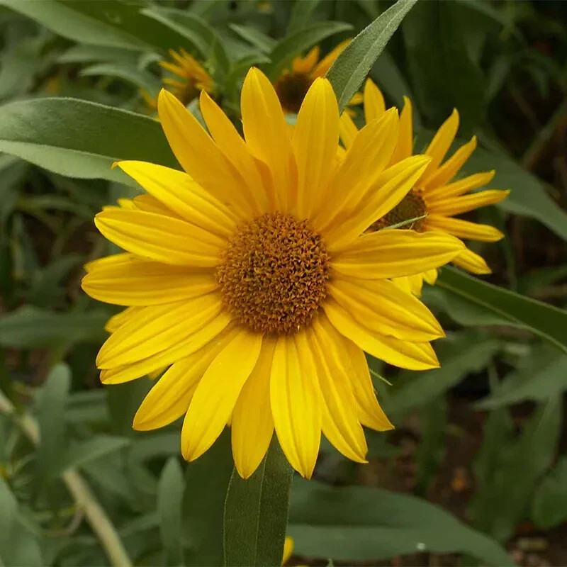 Maximilian Sunflower Seeds | PERENNIAL Flowers Butterflies Finches | Non-GMO USA