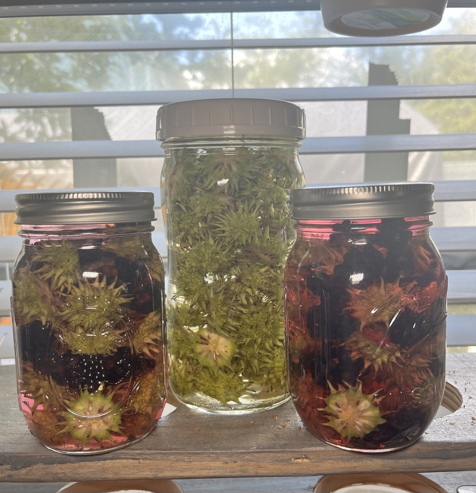 Sweet Gum Ball Tree (seeds only) 20 Count make Home Prepper Tincture