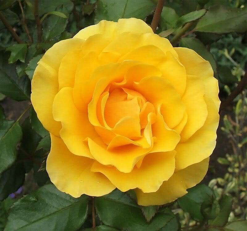 6 (Six) cuttings of YELLOW BUSH ROSES about 8-10″ for propagation (no root)