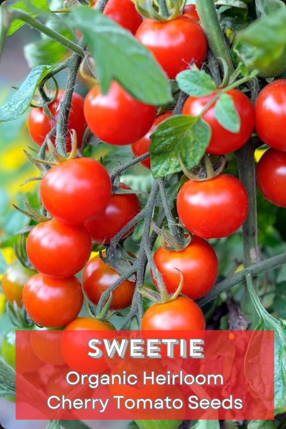 SUMMER SURVIVAL GARDEN ⭐ Homestead Collection ⭐ 18 Heirloom Herb & Veggie Seeds