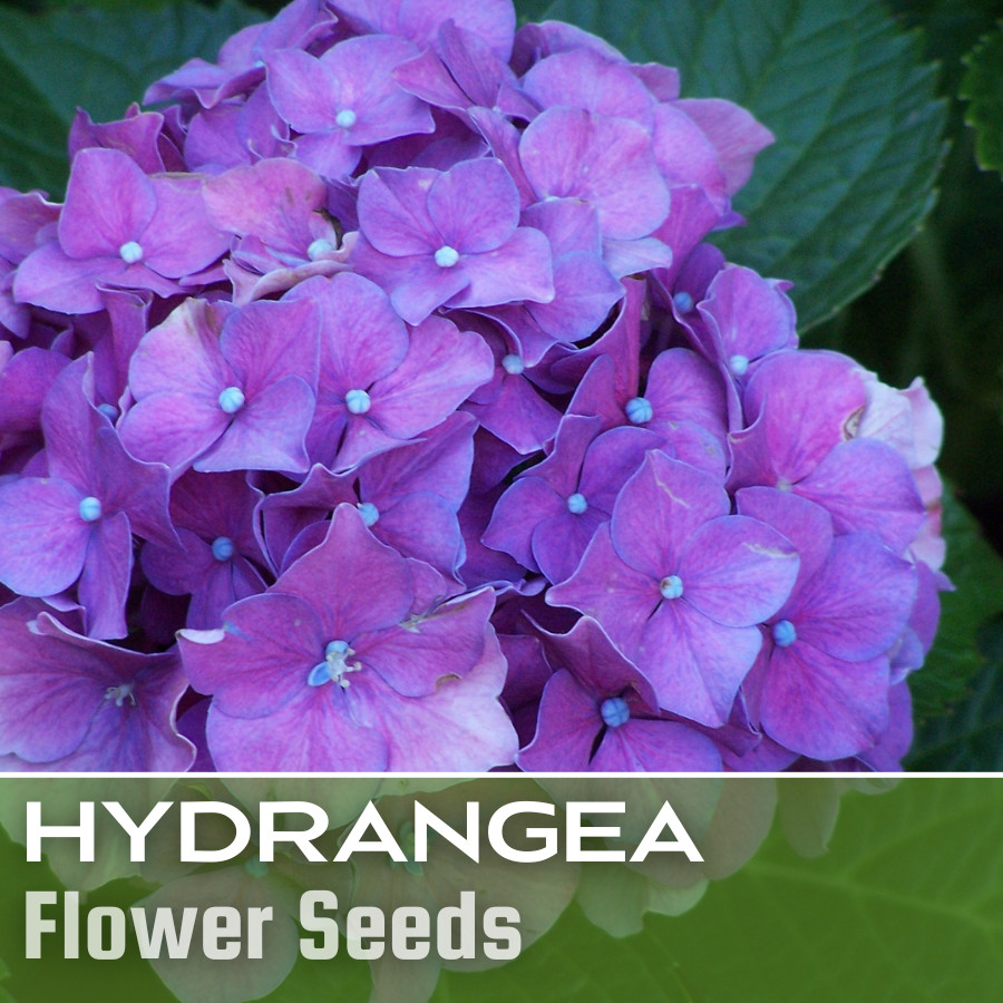 Deep Purple Hydrangea Seeds 85 or 250 Seeds Flower, Flower Seeds, Non GMO