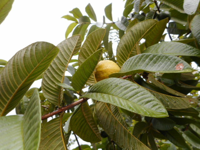 Guava Tree Seeds/RED/PINK -Pak of 20 seeds-Grow your own Guava trees, anywhere!!