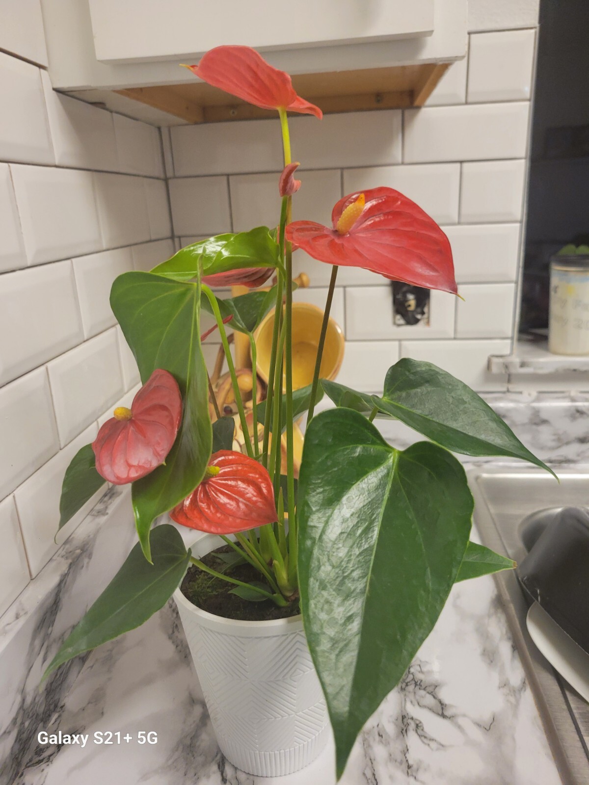 Anthurium Red Flowering Plant in Pot Actua Live Houseplant Decor for Office/Home