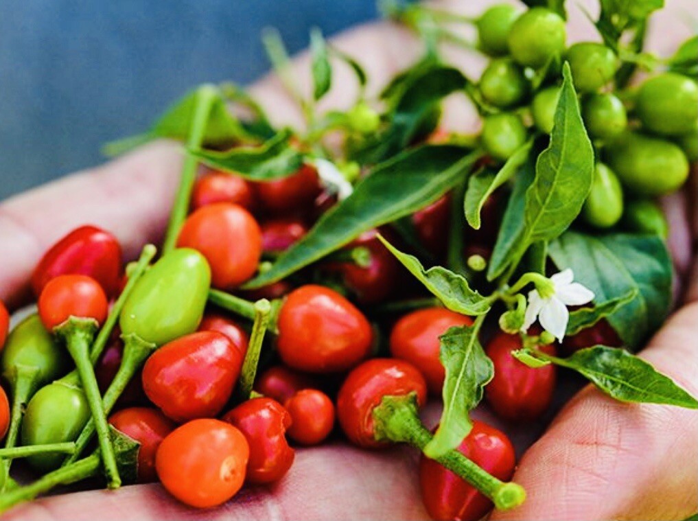 (80 SEEDS) PREMIUM CHILE PEQUIN BIRD EYE HOT PEPPER SEEDS FREE SHIPPING