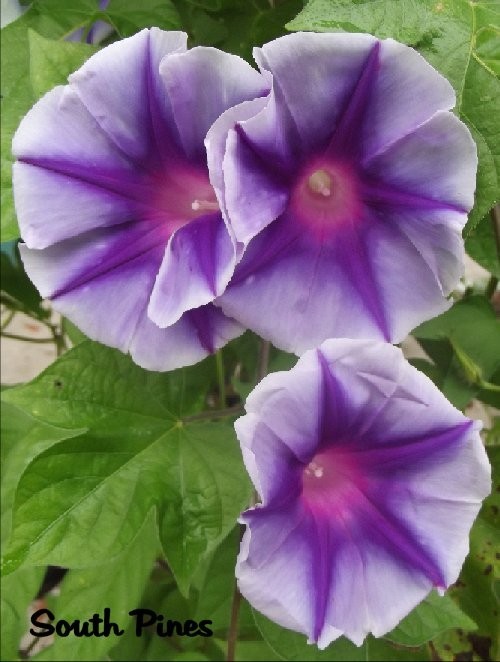 Purple Stars – Japanese Morning Glory – ipomoea NIL – 6 seeds – WOW!