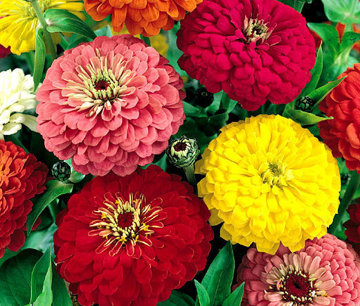 ZINNIA DAHLIA MIXED COLORS Zinnia Elegans – 100 Seeds