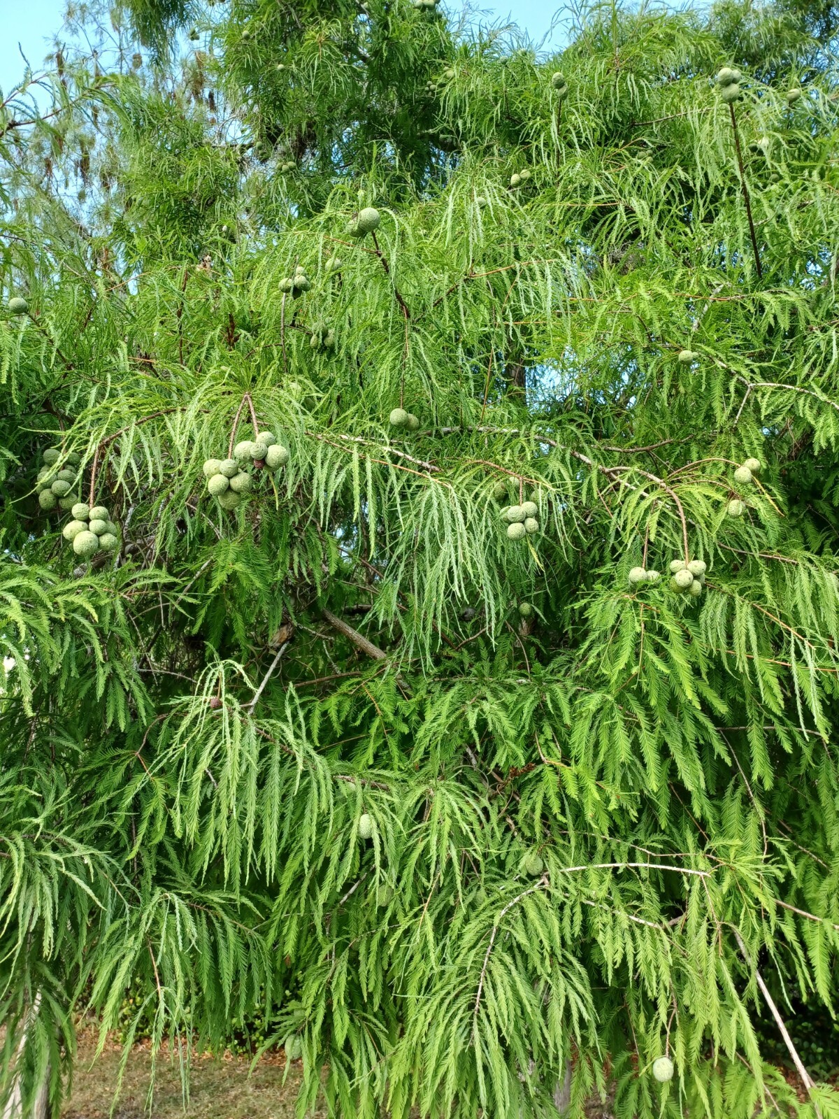 20 Bald Cypress, Taxodium distichum, Tree Seeds (2023 Harvest)