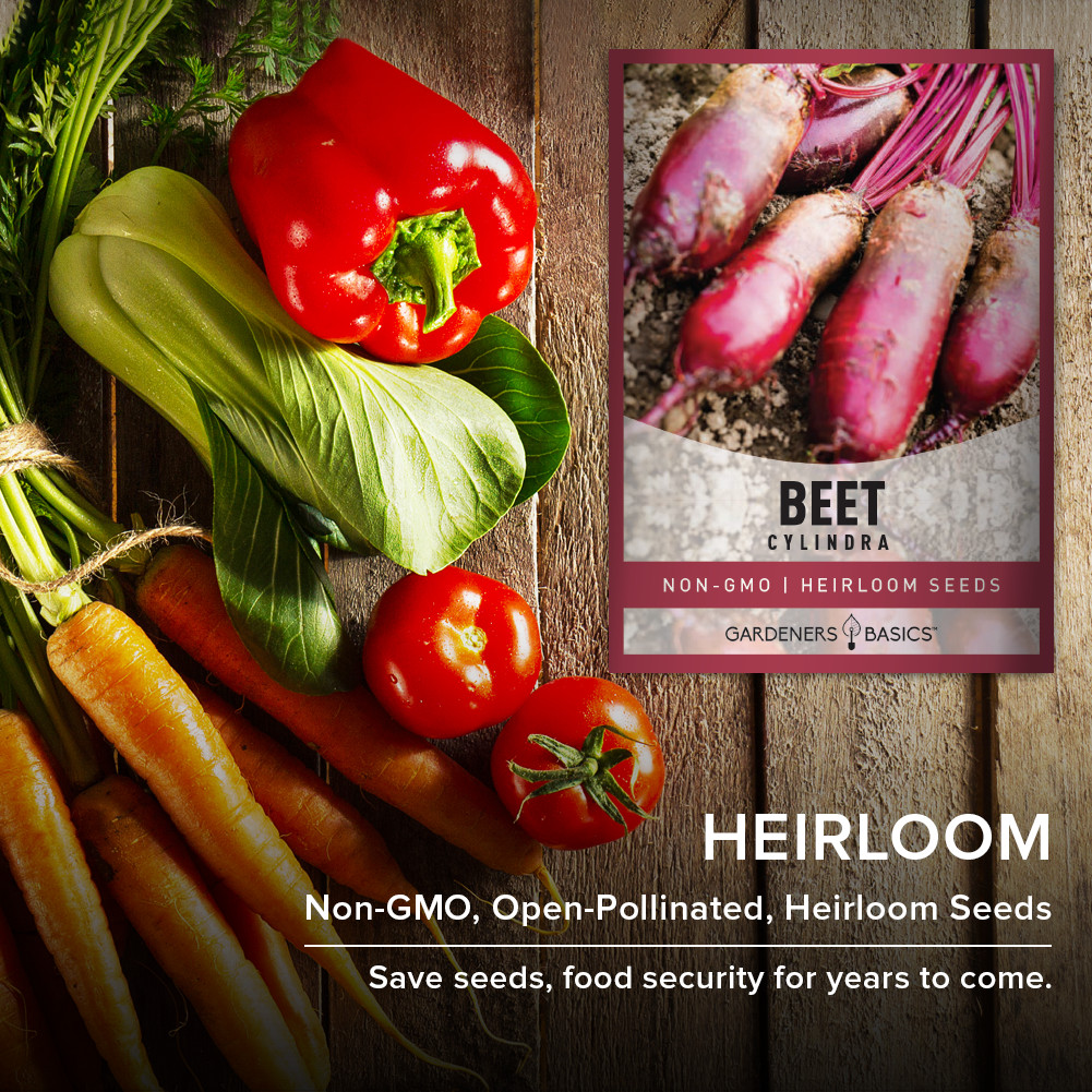 Cylindra Beet Seeds