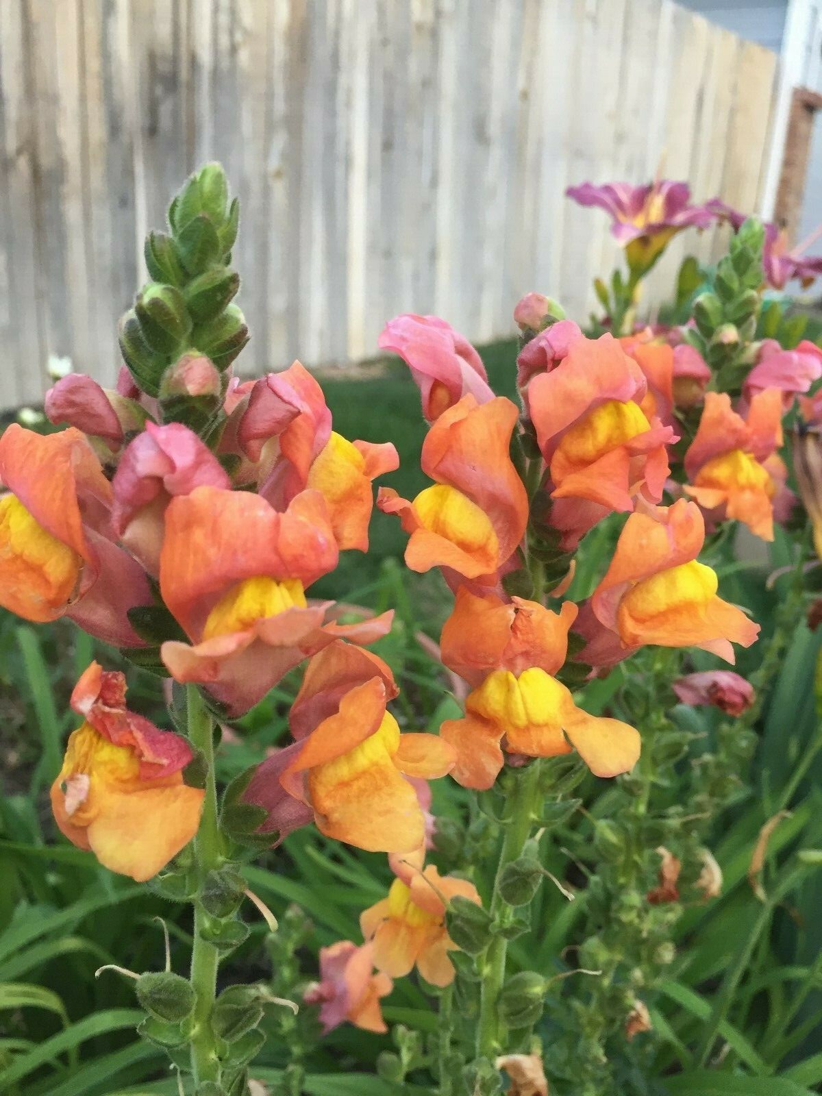 500 seeds Snapdragon tall Orange Rocket Bronze Annual + gift