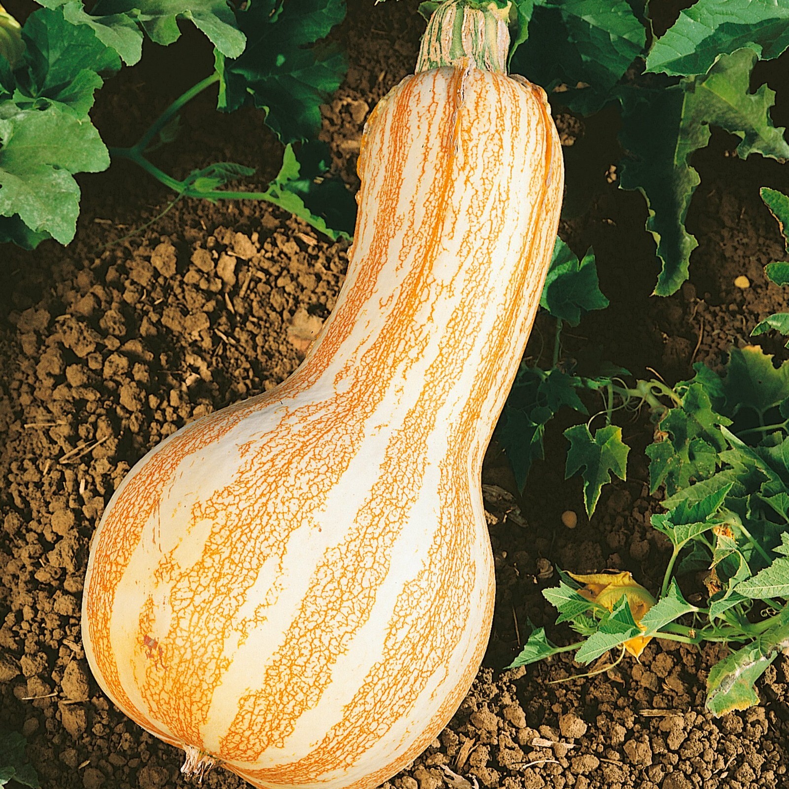 Orange Striped Cushaw Pumpkin Squash Seeds Heirloom Non-GMO size: 10-100