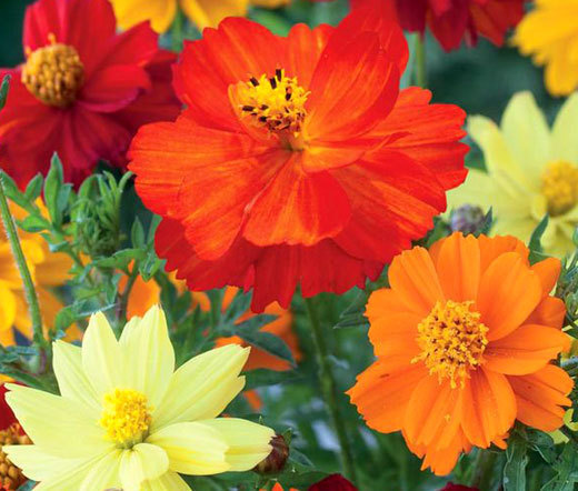 COSMOS SULPHUR MIXED COLORS Cosmos Sulphureus – 250 Seeds