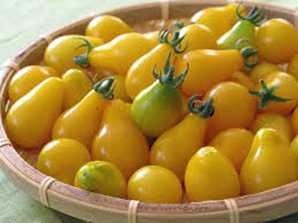 TOMATO,YELLOW PEAR TOMATO SEED, HEIRLOOM, NON-GMO, 500+ SEEDS, TASTY