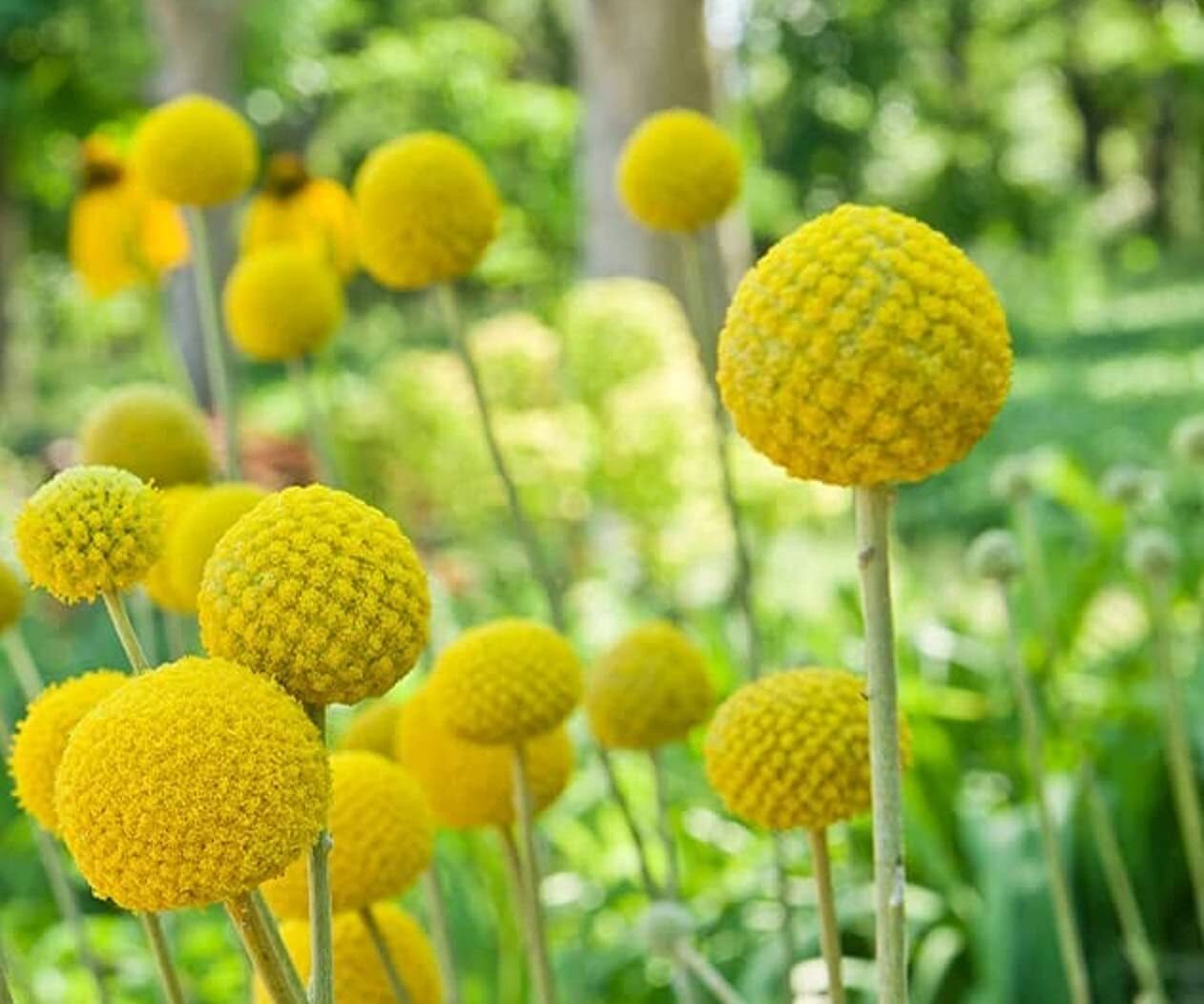 Yellow Globe Flower Seeds – 100 Seeds – Great for Cut Flowers and Flower Bonsai