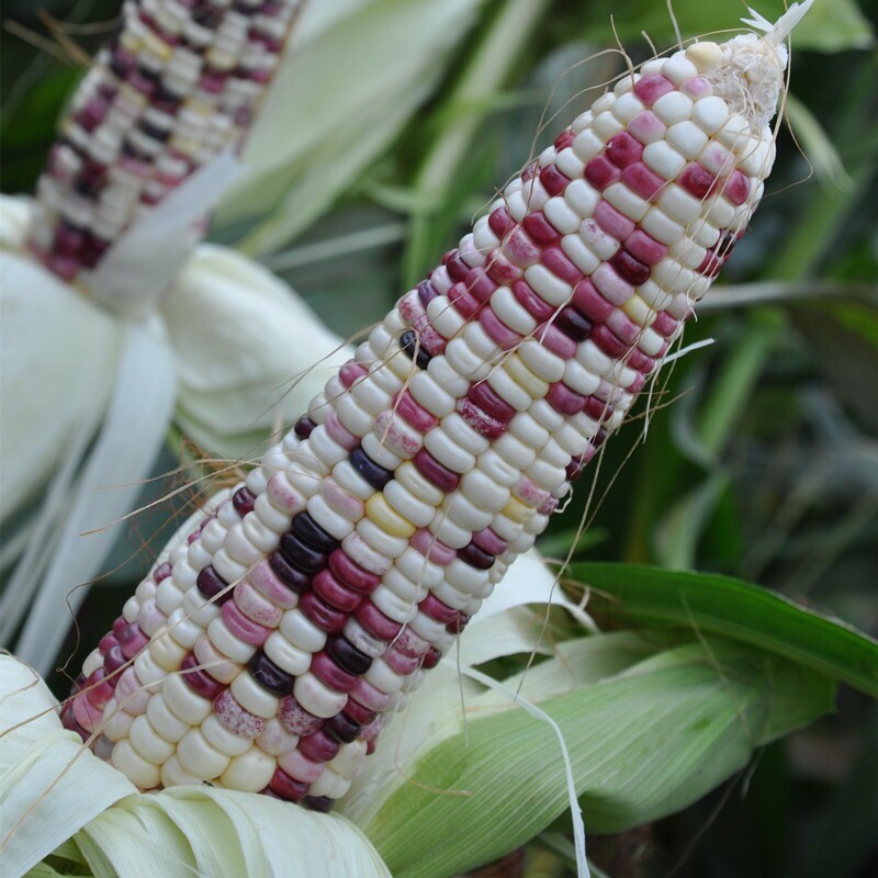 US Farm 50 seeds Organic very rare Japanese Sweet purple sticky Corn-Bap nep-Mix