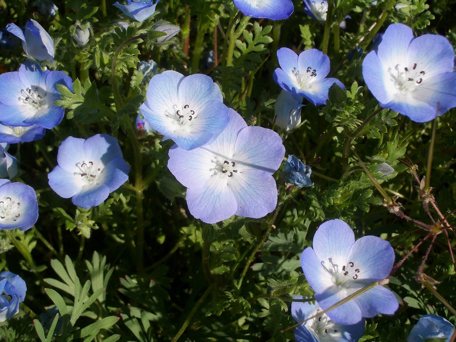 Baby Blue Eyes Seeds – California Native – Nemophila menziesii – Blue Flower