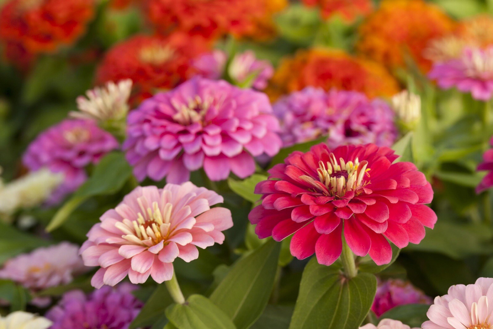 Zinnia, Mixed Heirloom 10Seeds, Flower Seeds, Colorful Flower, Butterfly 10seeds