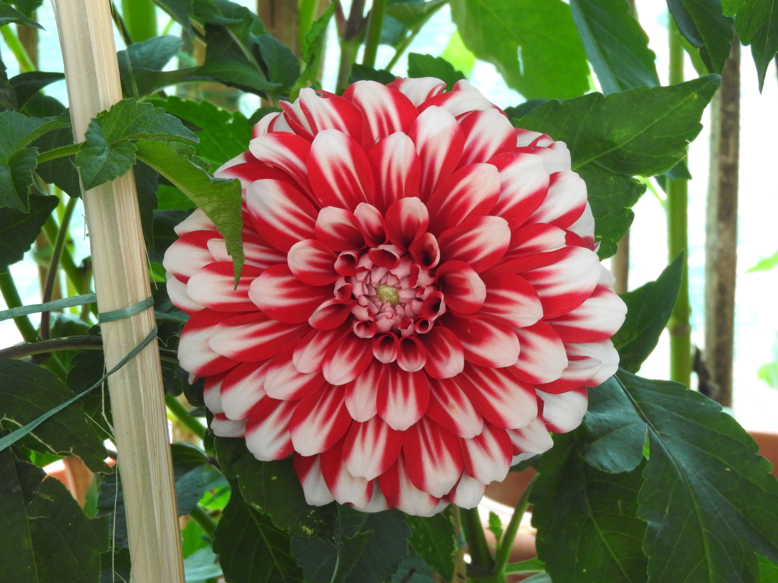 200 DAHLIA VARIABILIS Seeds (Red and White Dahlia) | NON-GMO | Free shipping