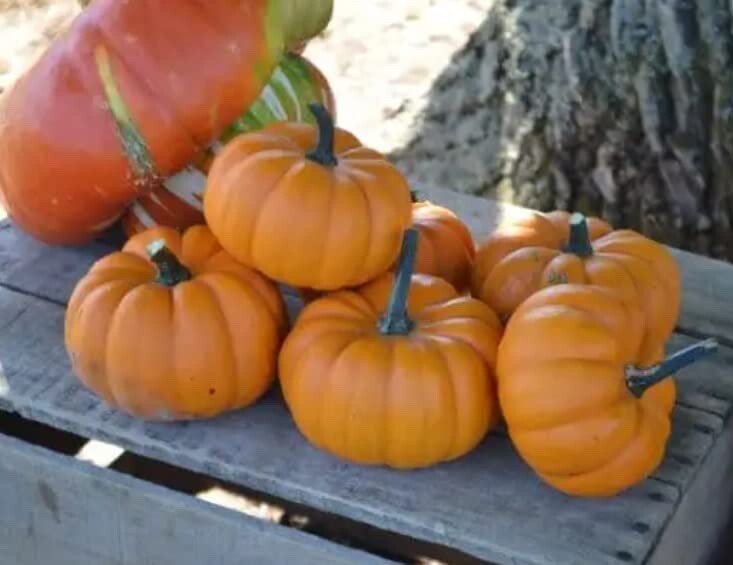 10 Orangita Pumpkin Seeds for Planting – Small Orange Pumpkins