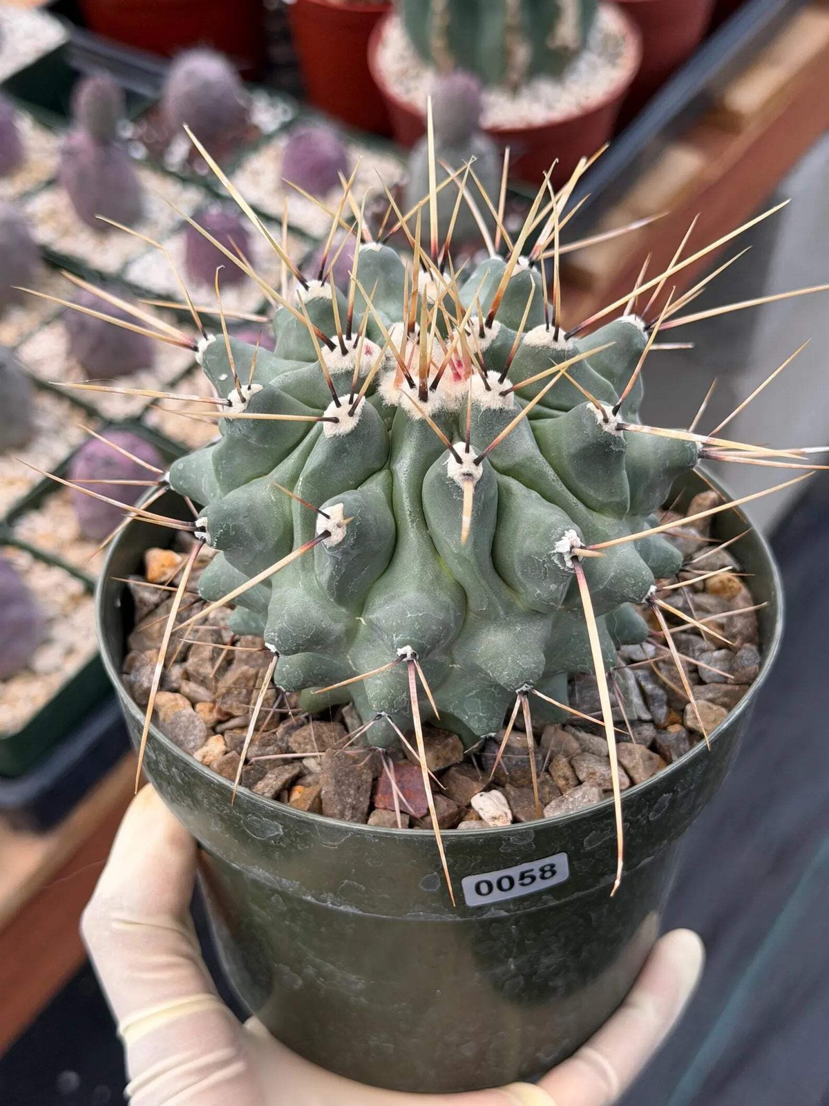 Thelocactus Rinconensis | Seed‑Grown Rare Cactus | Live Plant