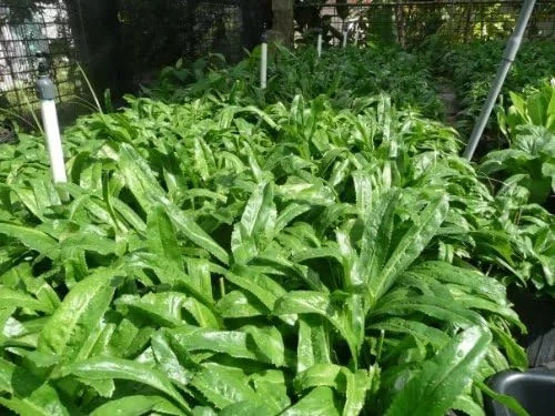 Recao, Culantro, Cilantro ancho, Mexican Coriander (Eryngium foetidum) 200++ Qty