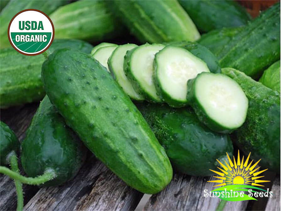 Boston Pickling Cucumber Seeds (25) / ORGANIC / EASY / FLORIDA GROWN