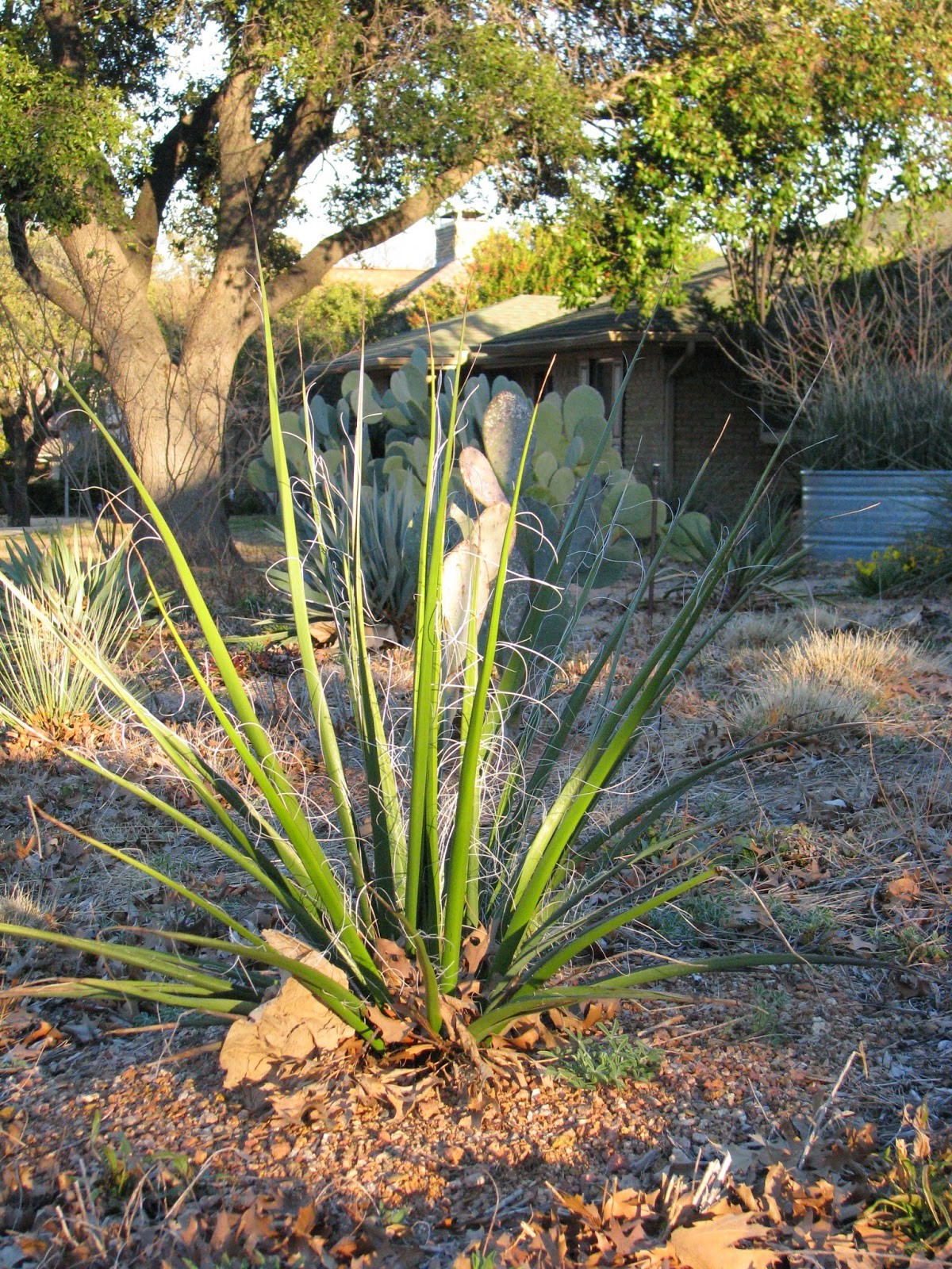 Giant Hesperaloe Funifera, False Yucca, White / Yellow Flowers (40, 2024 Seeds)