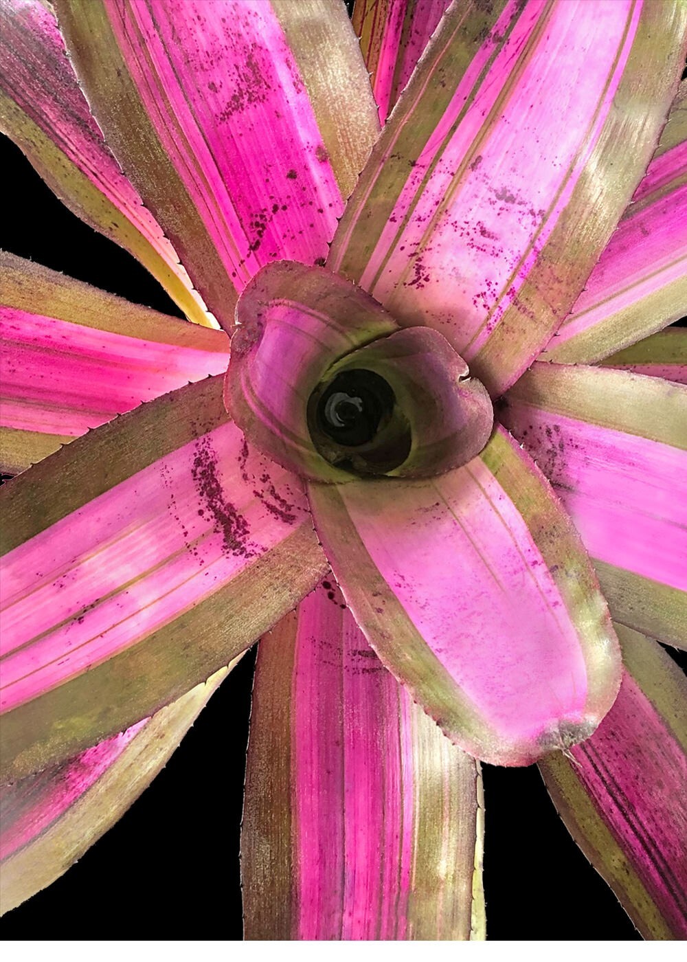 Bromeliad – Neoregelia Purple Waves 6″ pot – Live Plant