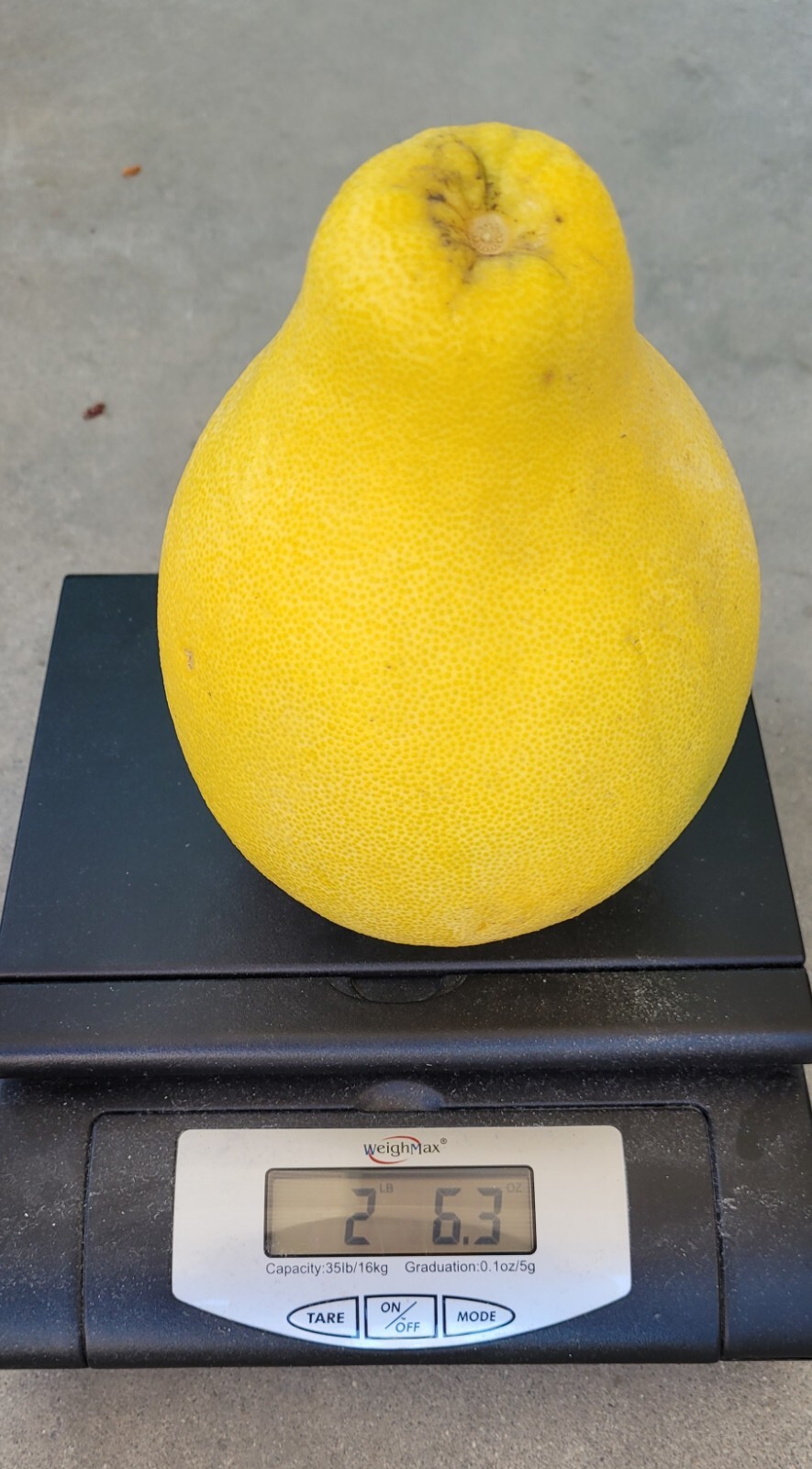 15 Pomelo Seeds Sweet Good Variety