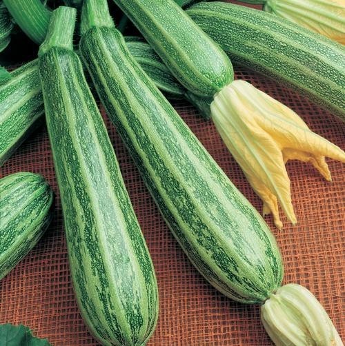 20 Premium Italian Cocozelle Zucchini | NON-GMO | Summer Squash Seeds-B 37