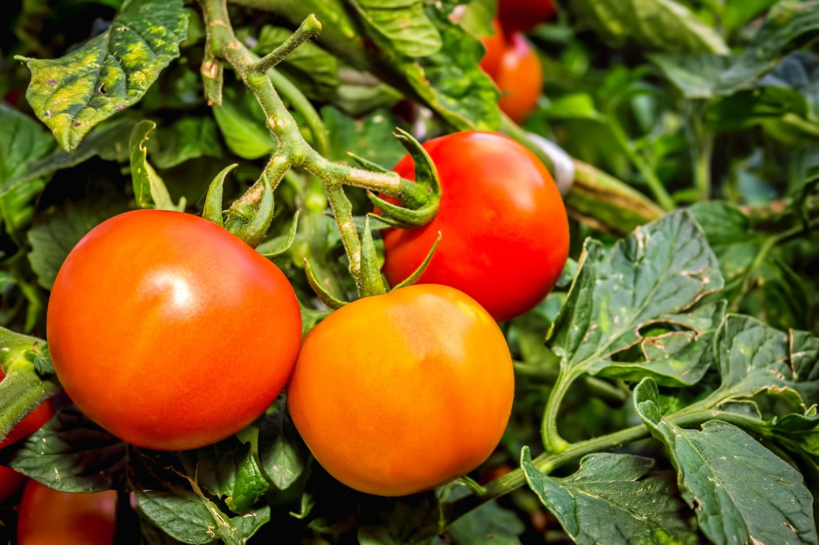 Moscow, Tomato
