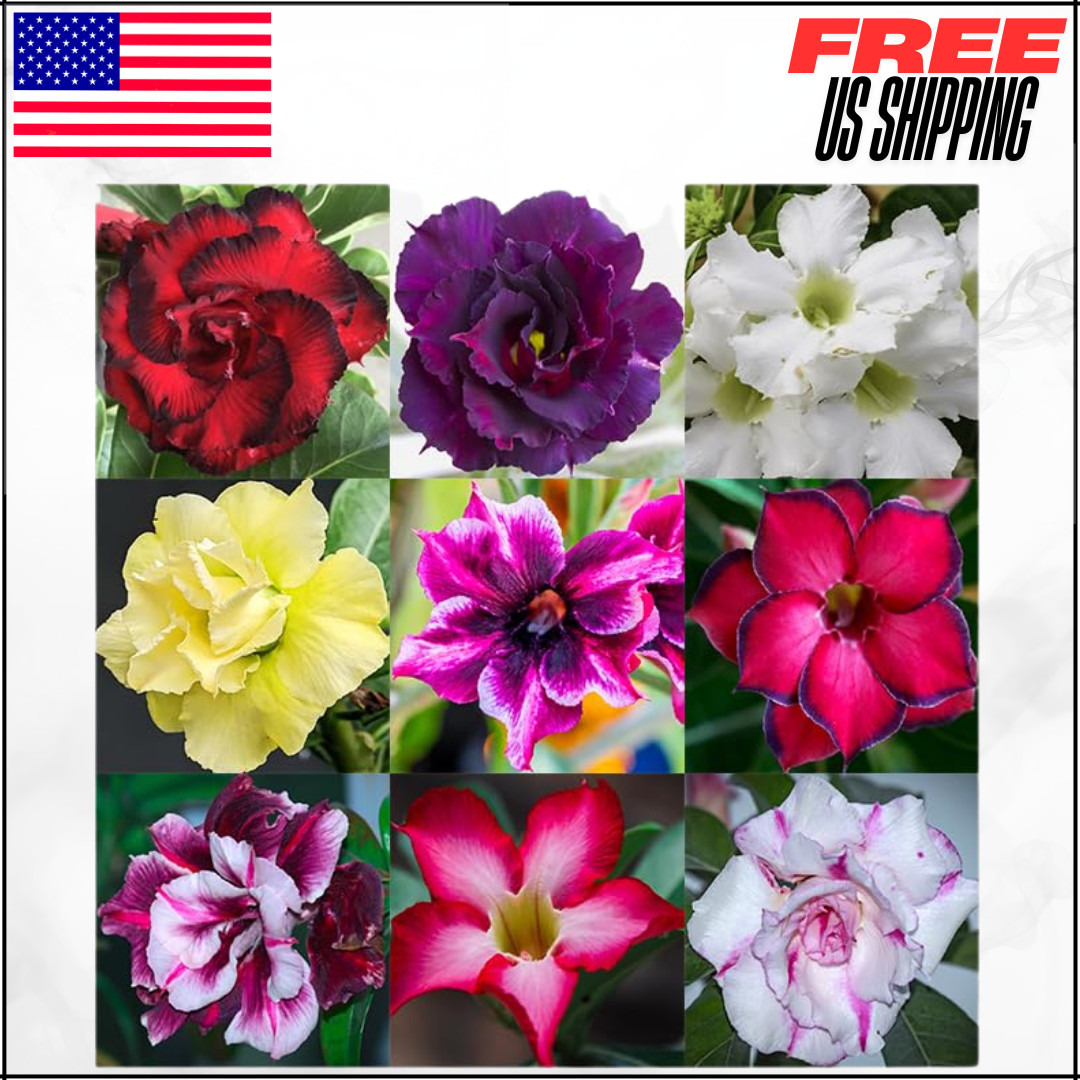 Desert Rose Seeds For Planting Mixed Color Adenium Obesum Exotic Bonsai 100PK