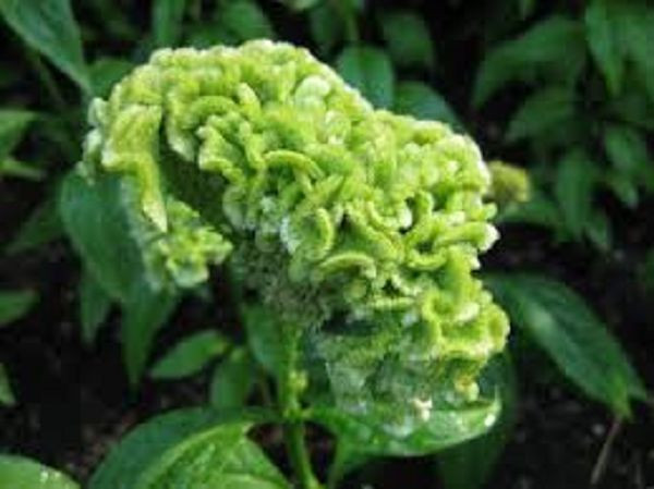 30+ Celosia Lime Green Cockscomb Flower Seeds / Reseeding Annual