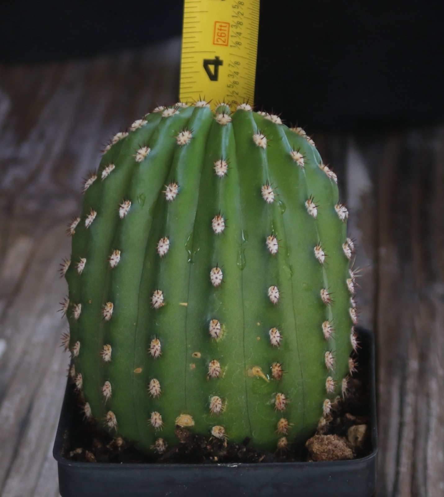 Tricho hybrid ‘Pink’