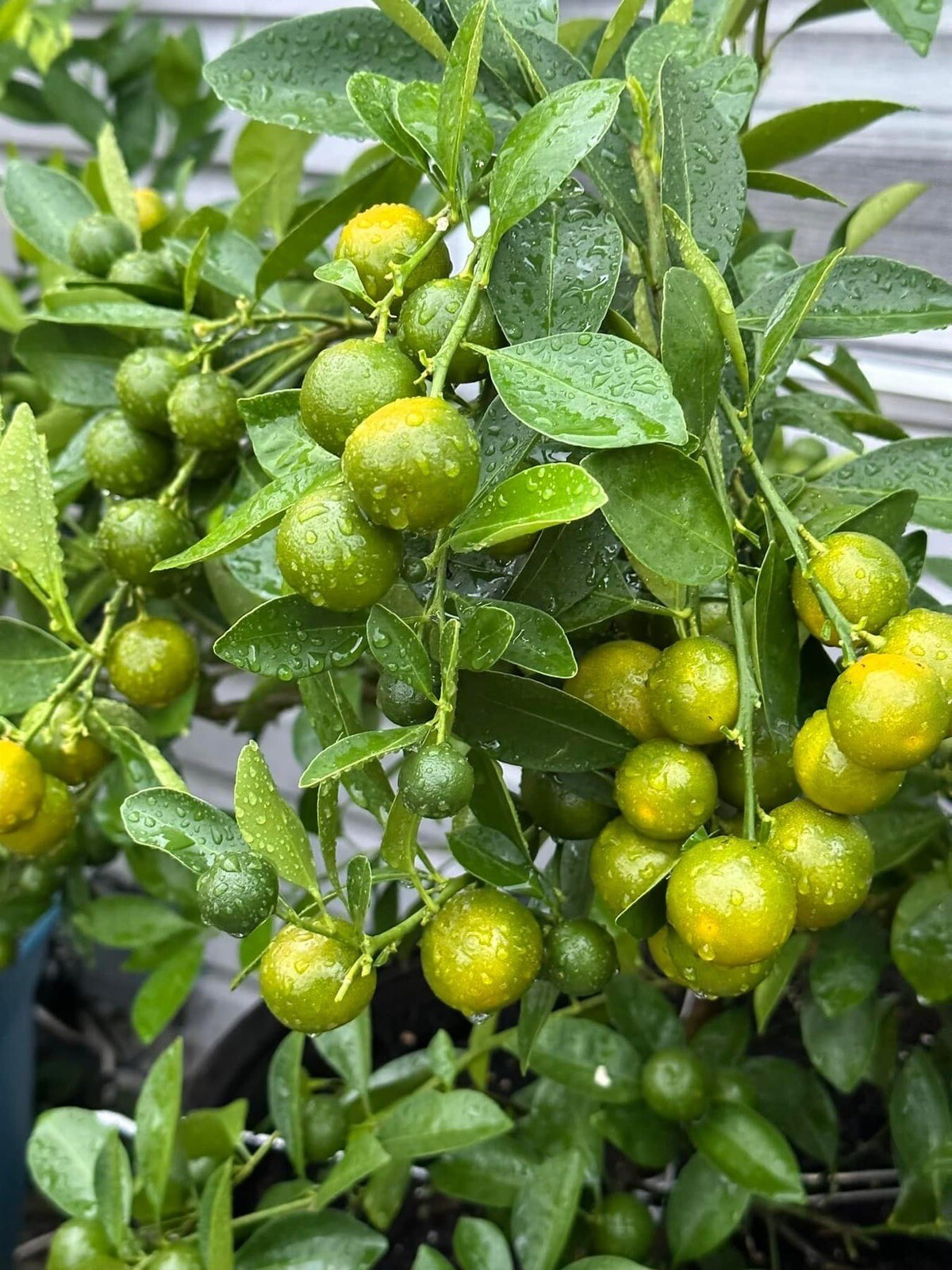 Meiwa Kumquat, Green Round Kumquat – 10 Seeds 2023 – USA
