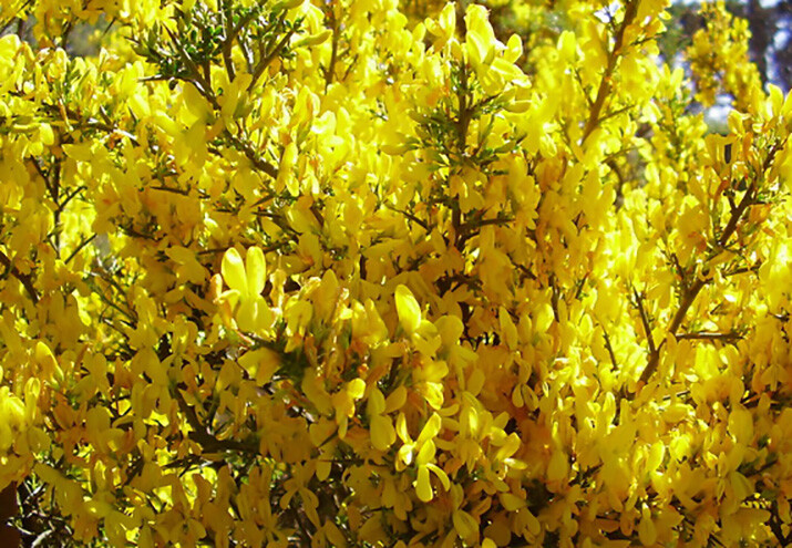Yellowhorn Xanthoceras sorbifolium, Tree Seeds (Showy Flower, Fall Color, Hardy)