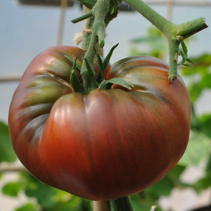 2 LB+ X LARGE Black Krim Tomato HEIRLOOM 50+ seeds Premium strain 100% Organic