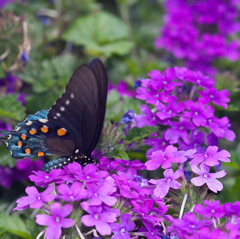 Purple Perennial Verbena Plant – 3-5″ Tall – Long-Blooming Purple Ground Cover