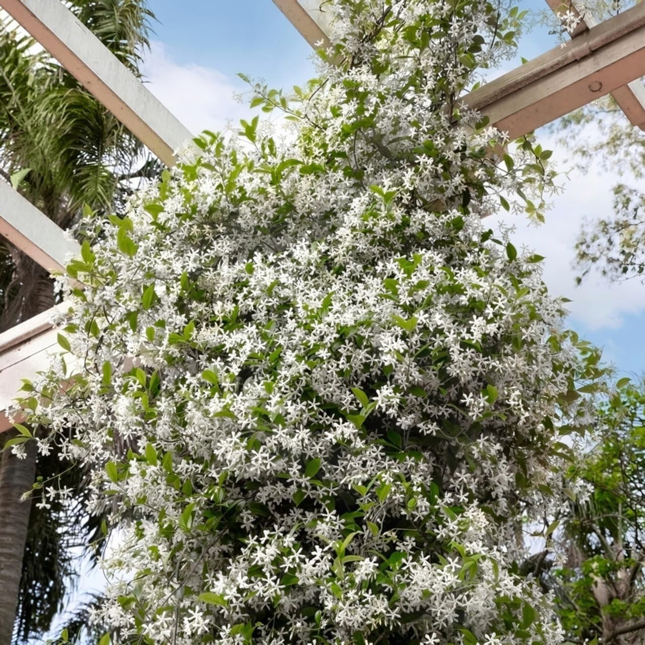 100+ Climbing Jasmine Flower Seeds Fragrant Plant for Planting Garden Home Four