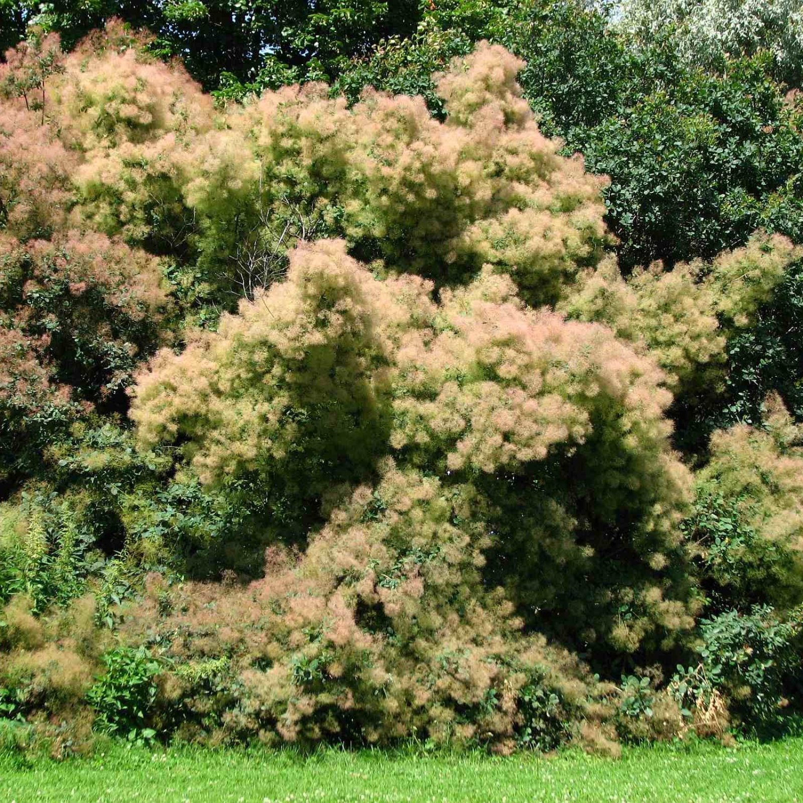 EUROPEAN SMOKEBUSH Cotinus Coggygria 10,20,50 SEEDS