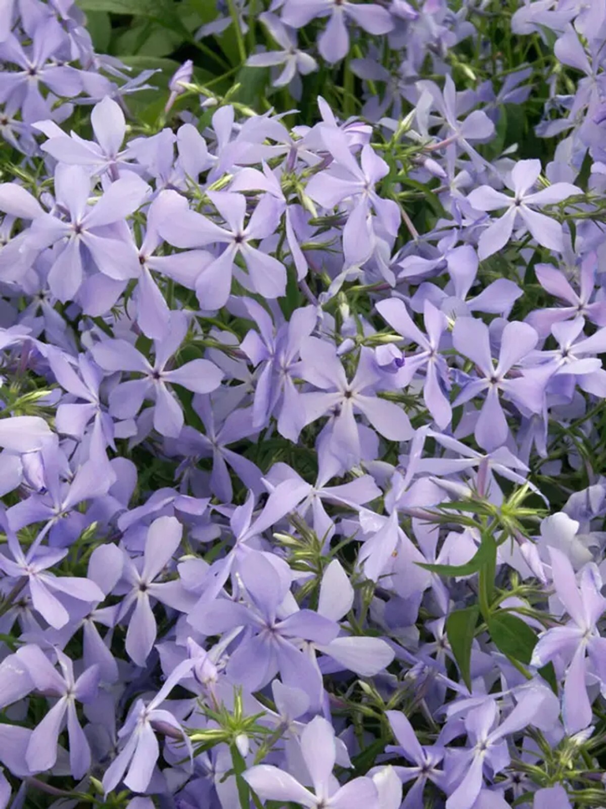 50 Clouds of Perfume Phlox Seeds Flower Perennial Seed Flowers Butterfly US SELL