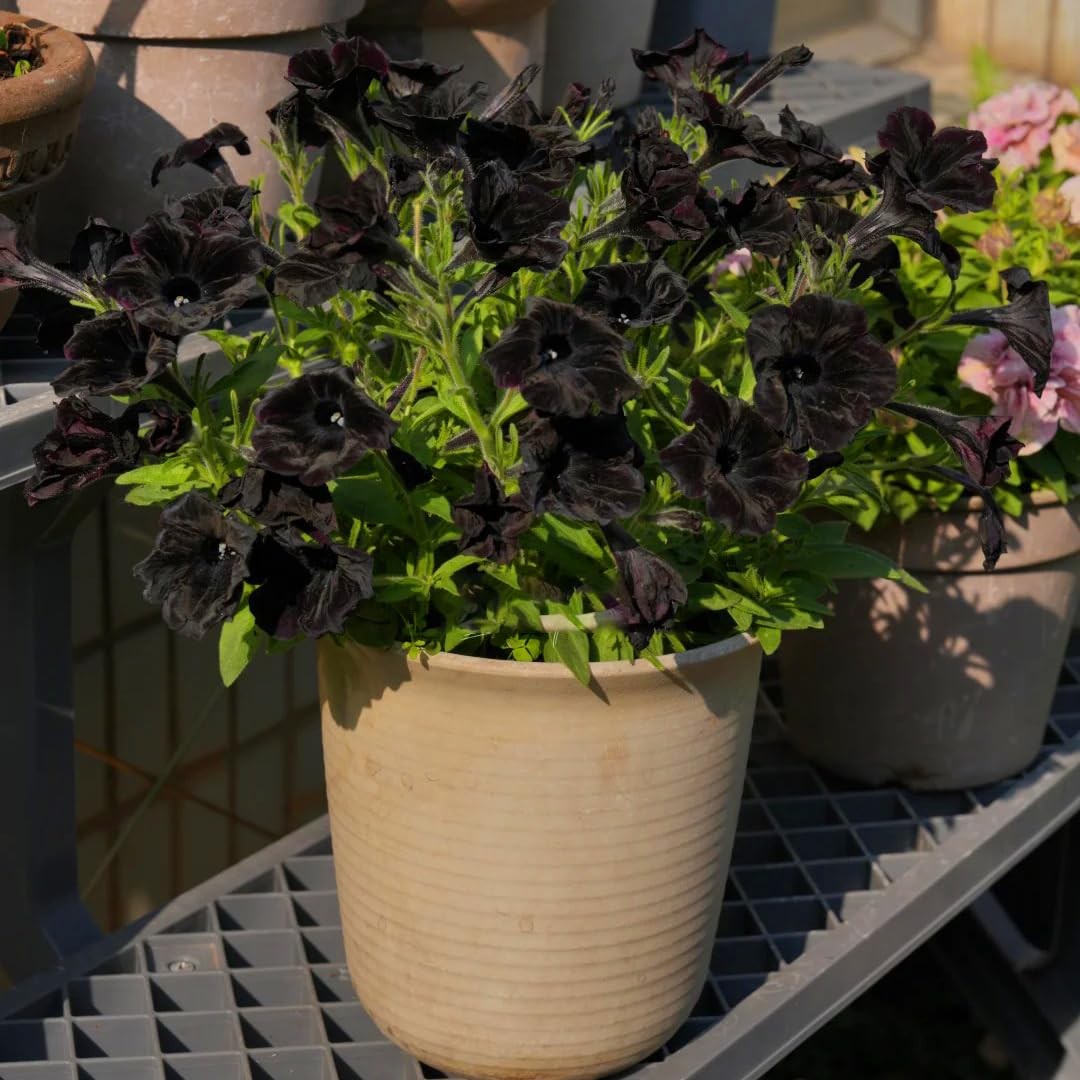 Petunia Seeds for Planting, 200pcs Double Black Petunia Flowers Seeds Plants,…