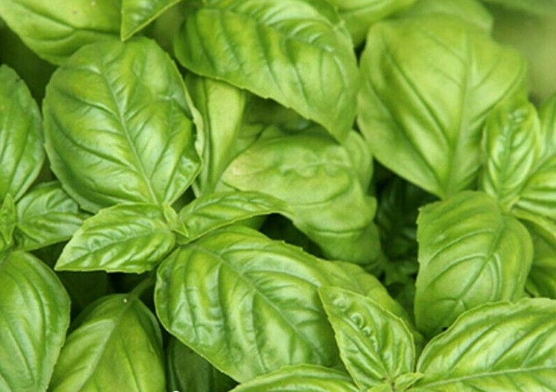 BASIL SEEDS 300+ ITALIAN LARGE LEAF Herb Garden CULINARY cooking FREE SHIPPING