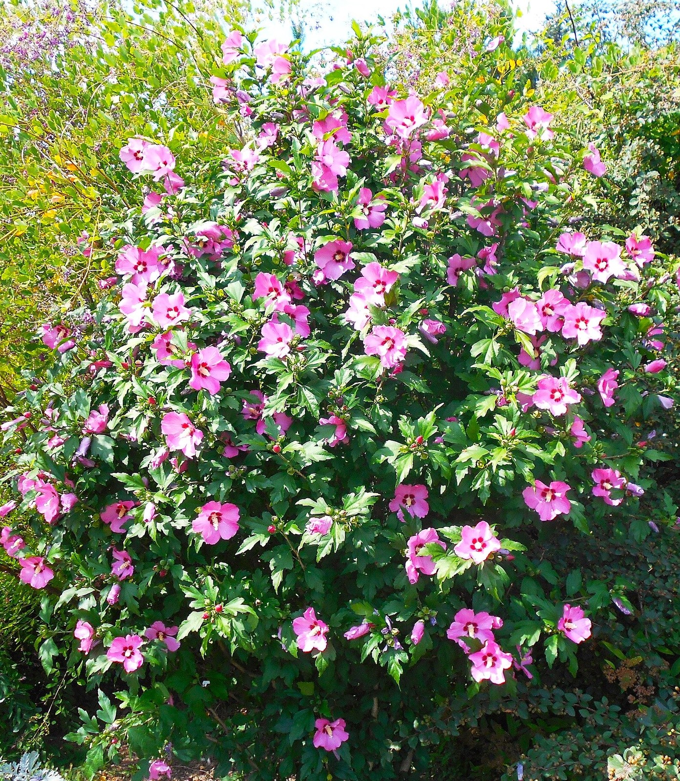Rose of Sharon Seeds – For 2026 Planting Hibiscus Syriacus Perennial Shrub