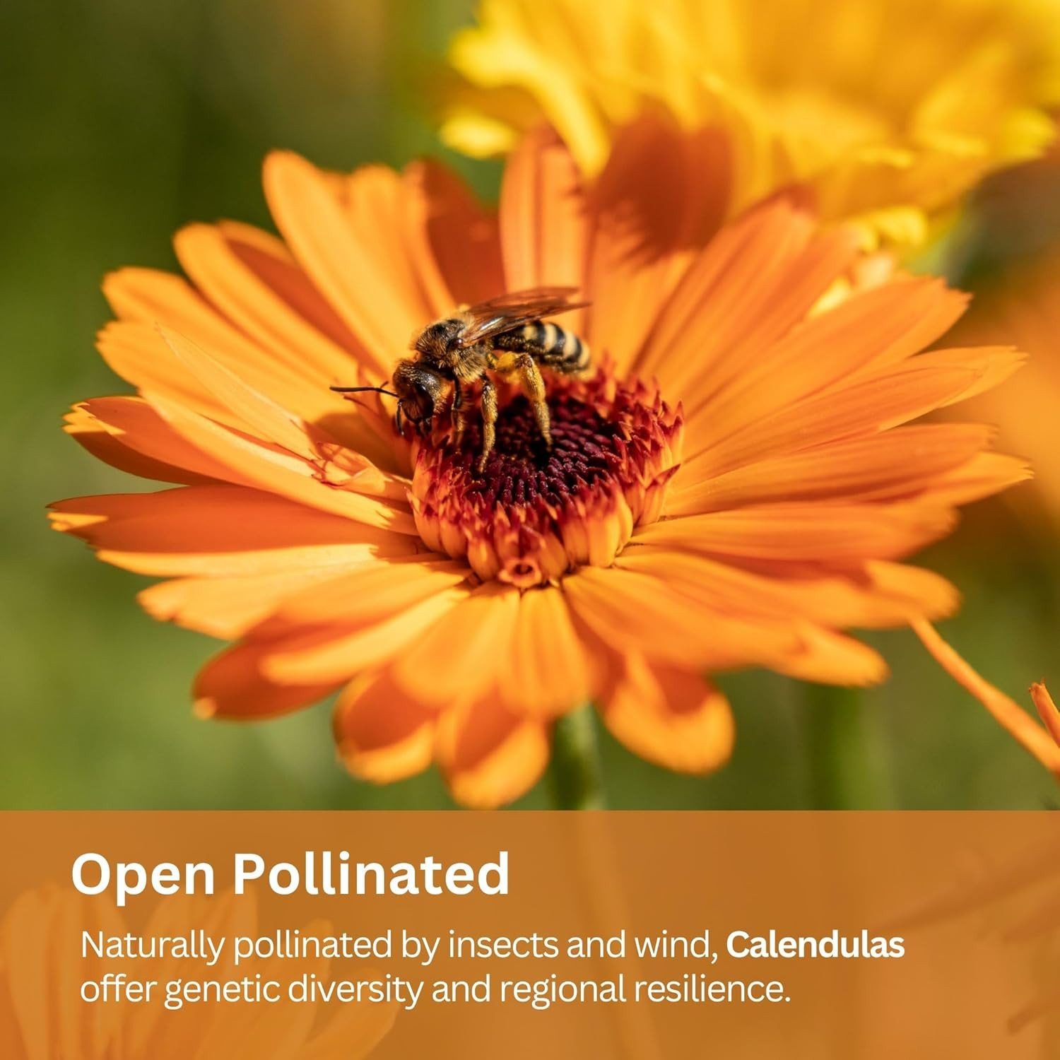 Calendula Seeds Pacific Beauty Mix – 3,000+ Seeds – 1 Oz Bulk Extra Large Reseal