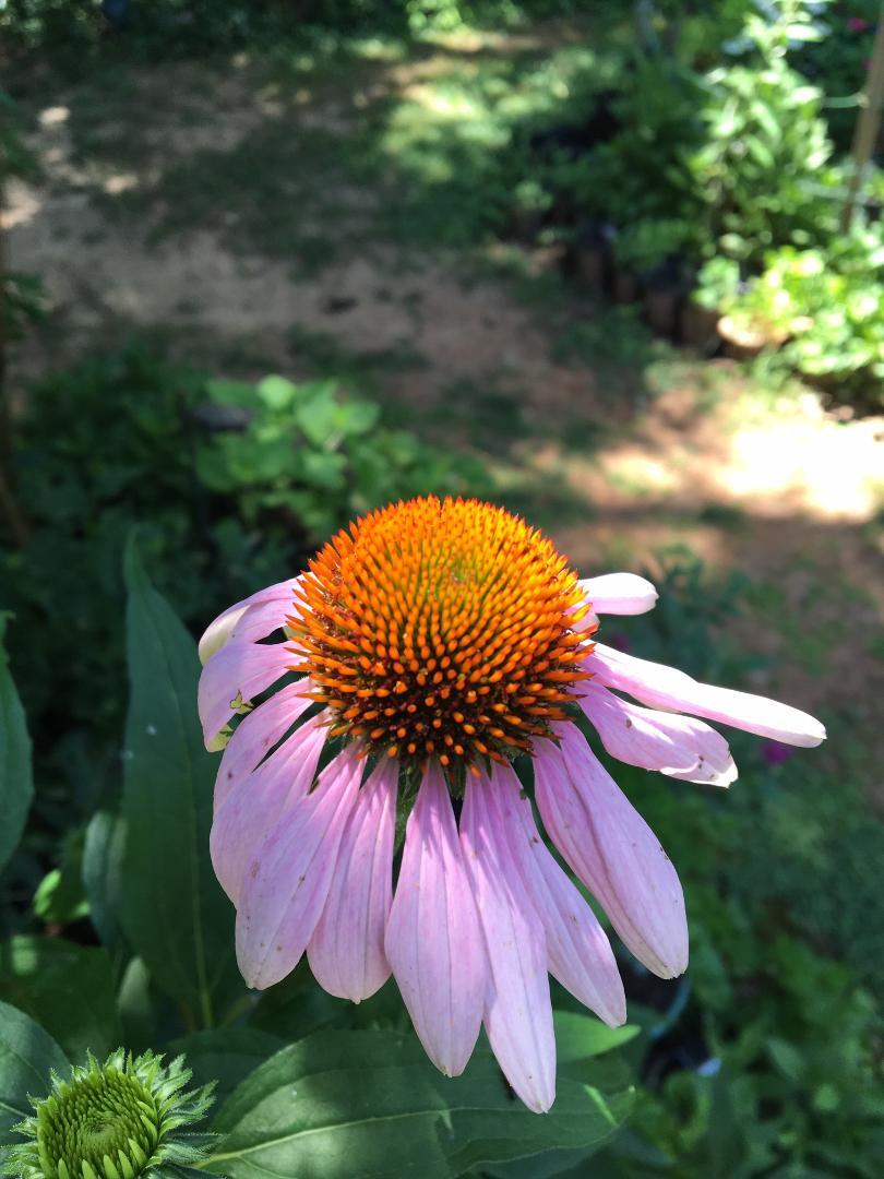 HUGE PINK Coneflowers Perennial OVER 100 + Seeds USA HOME GROWN