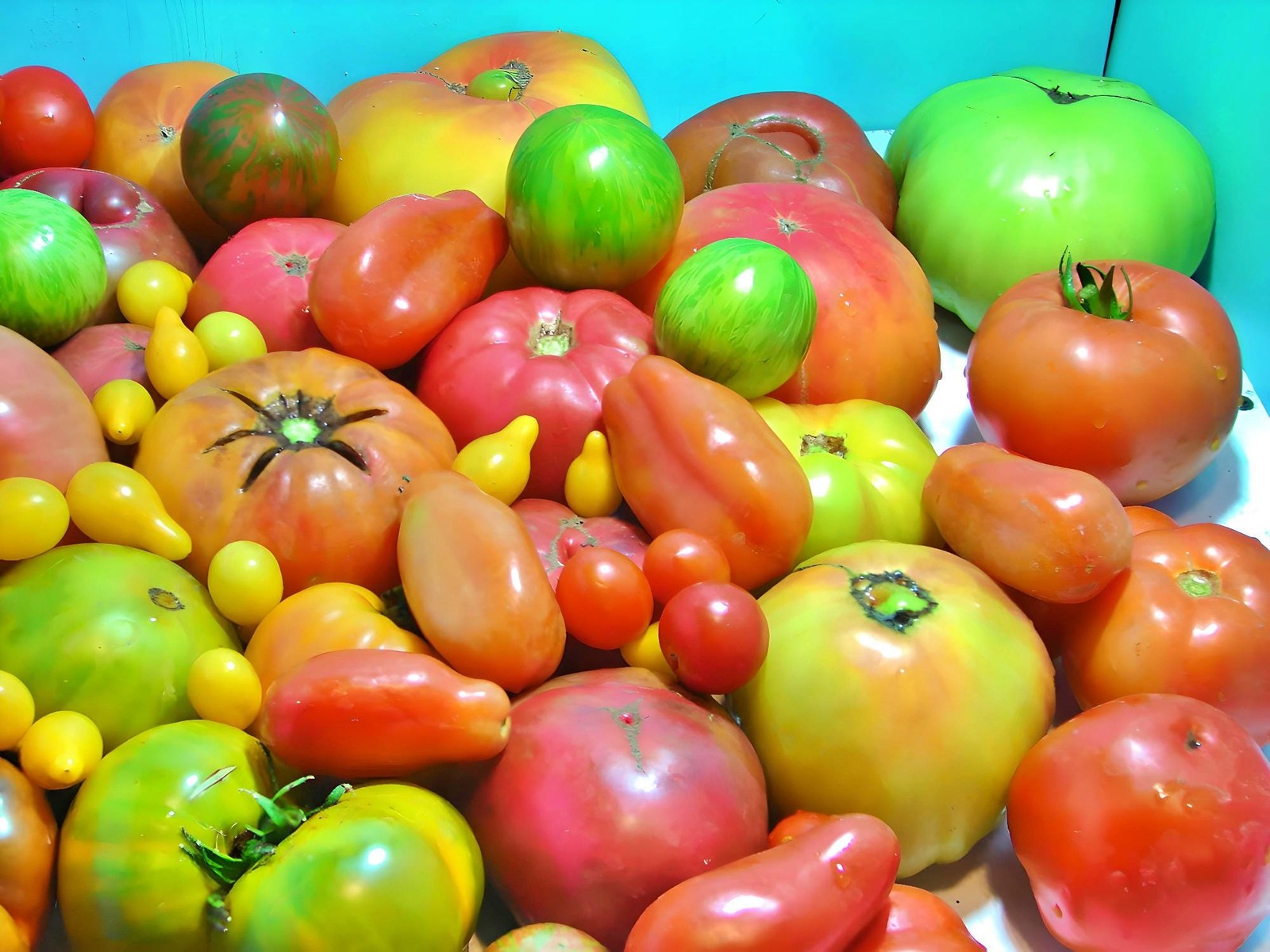 Heirloom Tomato Seeds Box Garden Seeds LLC Super Surprise Mix USA Grown