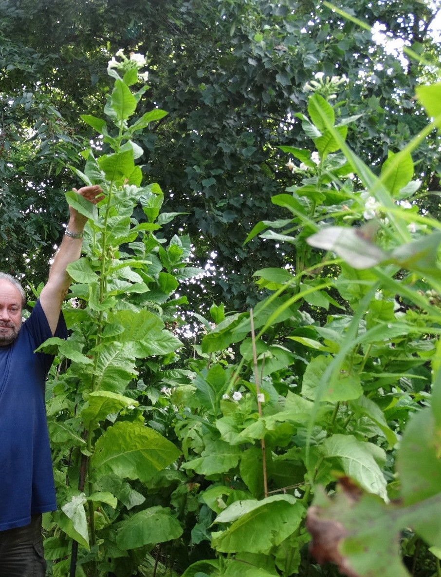TURKISH BLACK SEA BASMA TOBACCO 1000+ SEEDS 0.1 GR FRESH 2023 SNUFF CIGARETTE