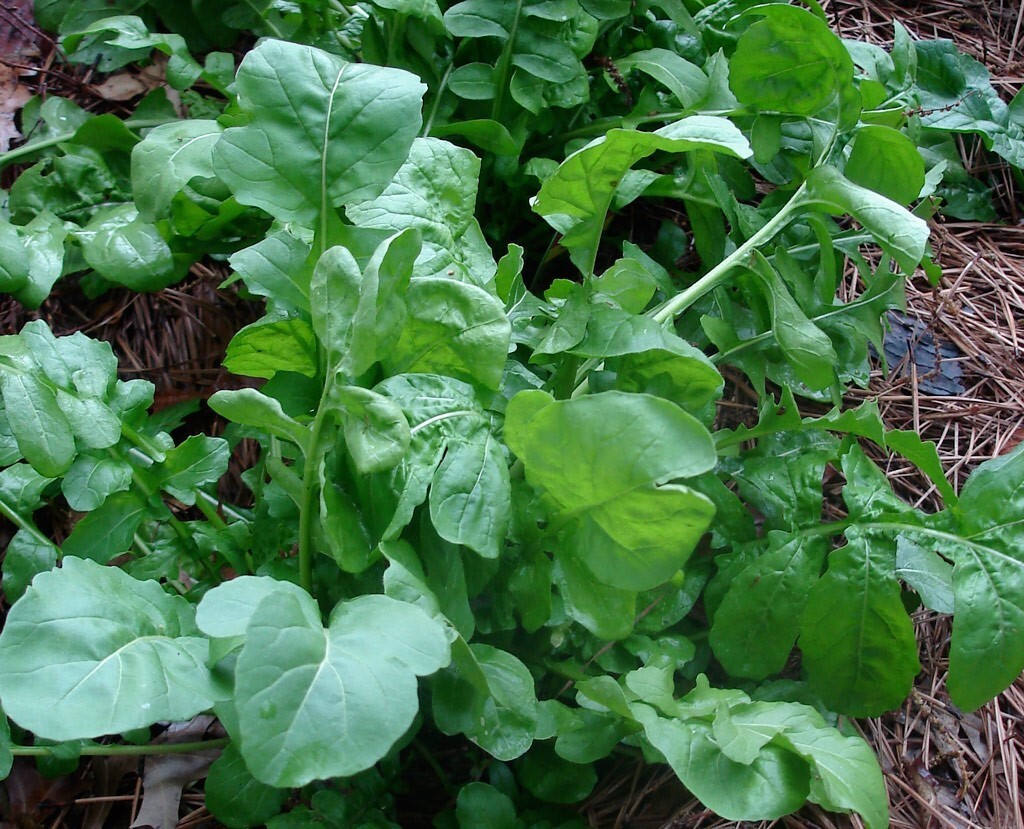 Arugula Roquette / Rocket select 200 – 32,000 seeds Heirloom wholesale Healthy
