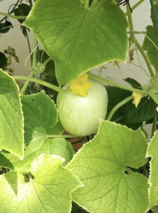 Crystal Apple Cucumber Seeds | Heirloom | Organic