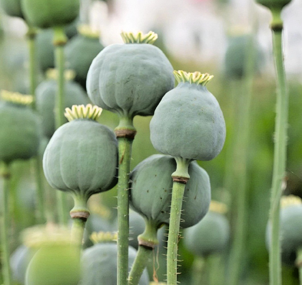 5,000 Organic Giganteum Papaever Somniferum Poppy Seeds Grow Huge Flowers & Pods